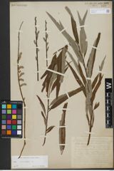 Foto von Salix viminalis L.